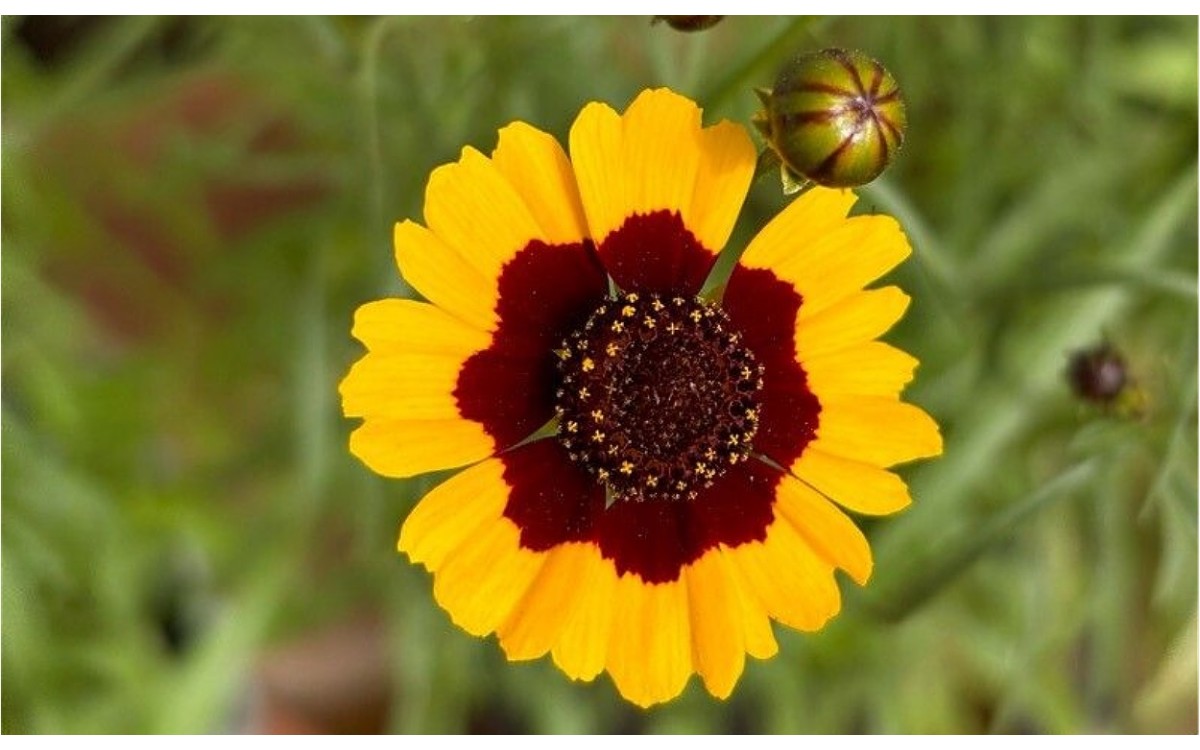 Coreopsis tinctoria Nutt o Anteojos de Poeta