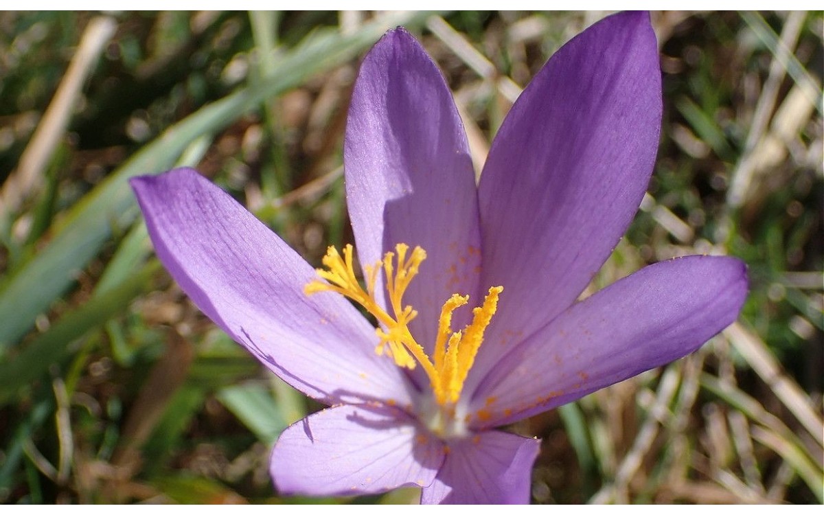 Crocus nudiflorus Sm., conocido comúnmente como azafrán de otoño