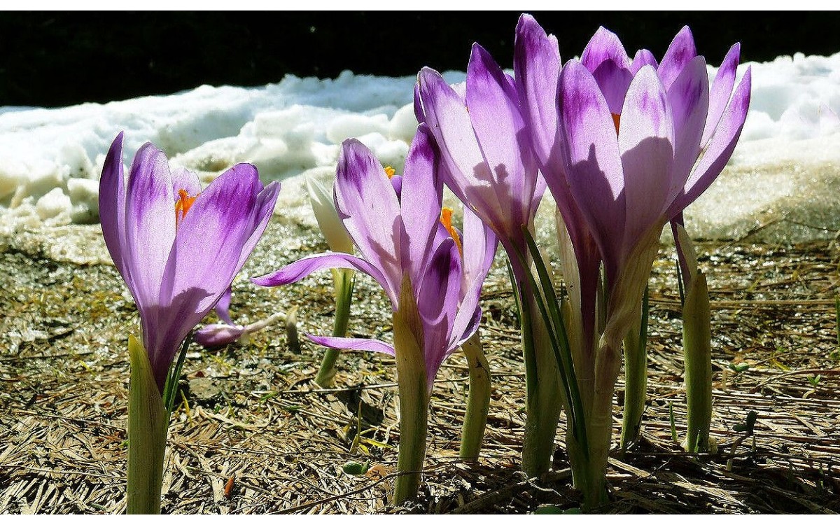 Crocus vernus, comúnmente conocido como azafrán oloroso o crocus holandés