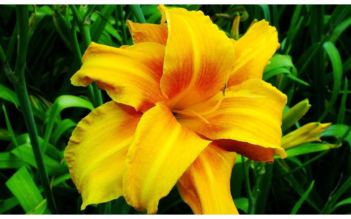 Hemerocallis lilioasphodelus conocida como Azucena amarilla