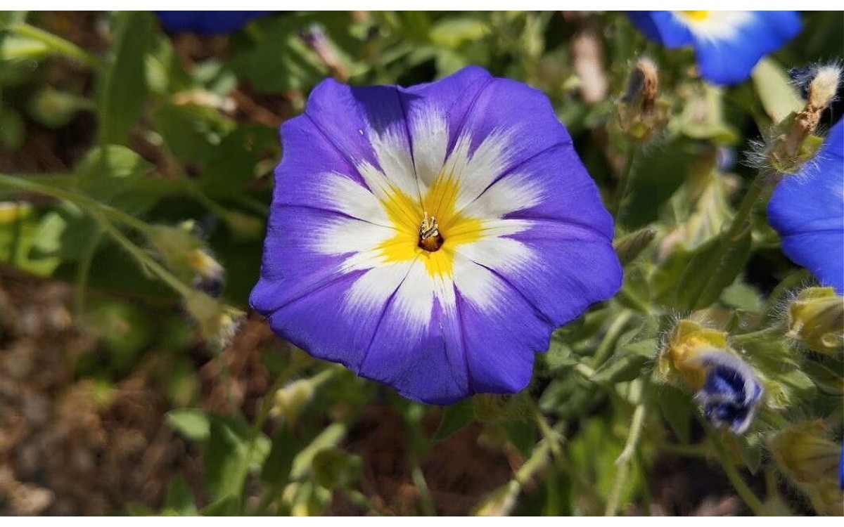 Convolvulus tricolor L, conocida como Azuraque o campanilla tricolor
