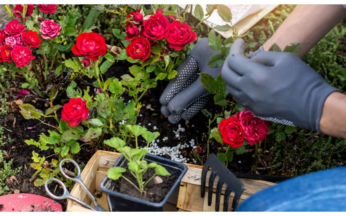 10 consejos para cuidar las rosas