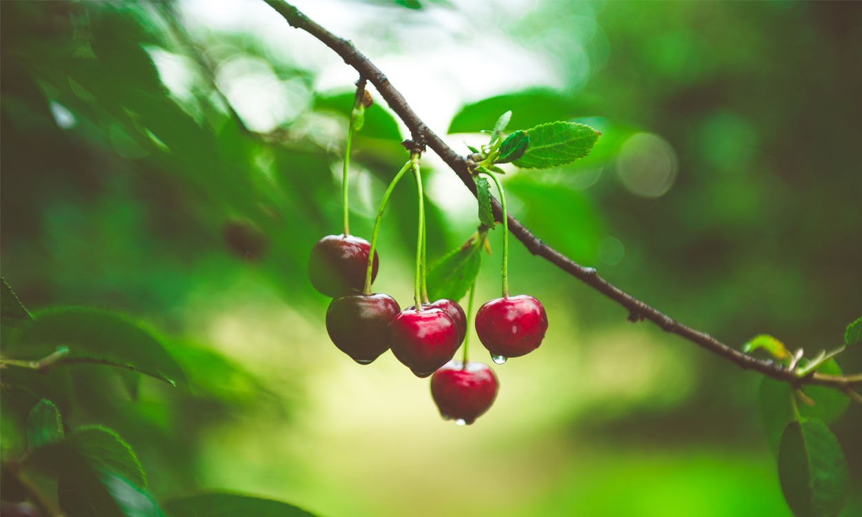 10 Cosas Que No Sabias Acerca Del Arbol De Cerezo
