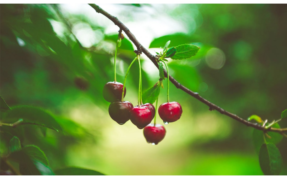 10 cosas que no sabías acerca del árbol de cerezo