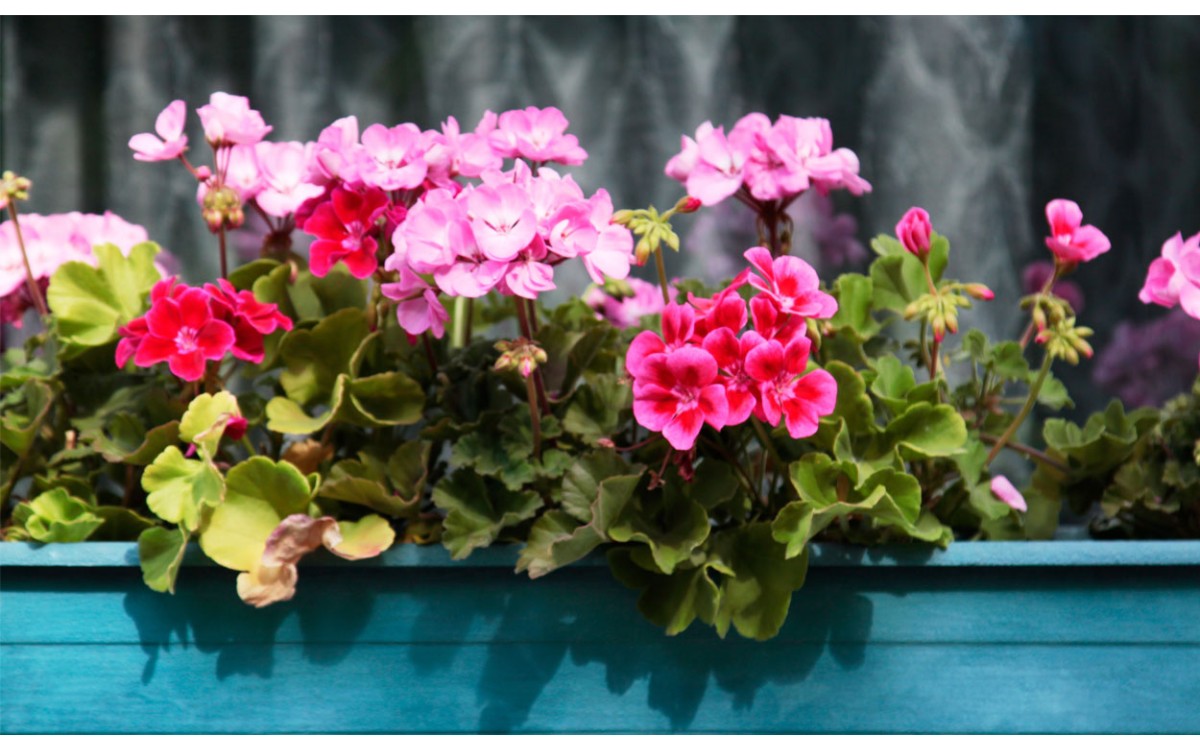 10 plantas con flores rosas de exterior