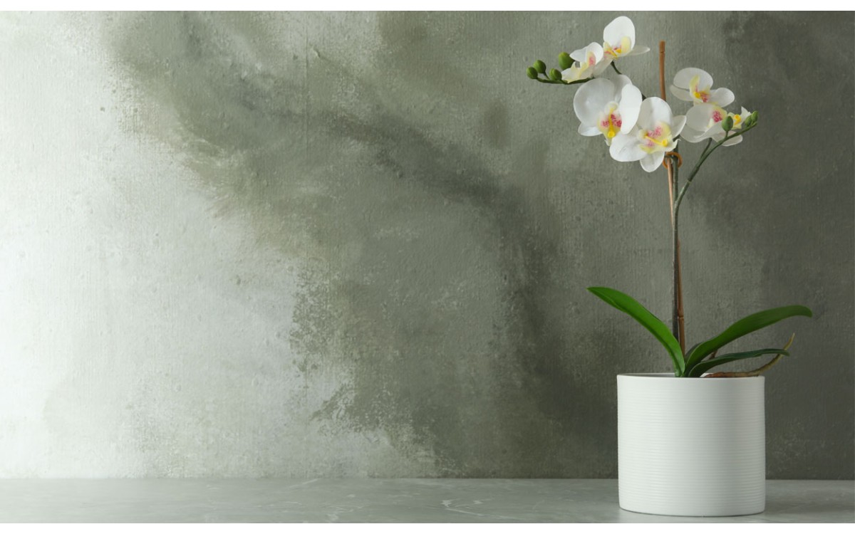10 plantas de interior con flores blancas para iluminar tu espacio interior