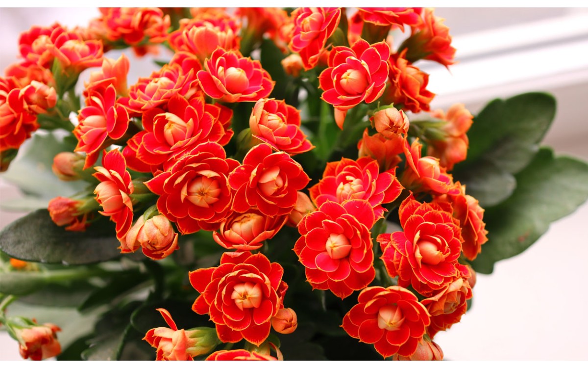 10 plantas de interior con flores rojas para animar tu hogar