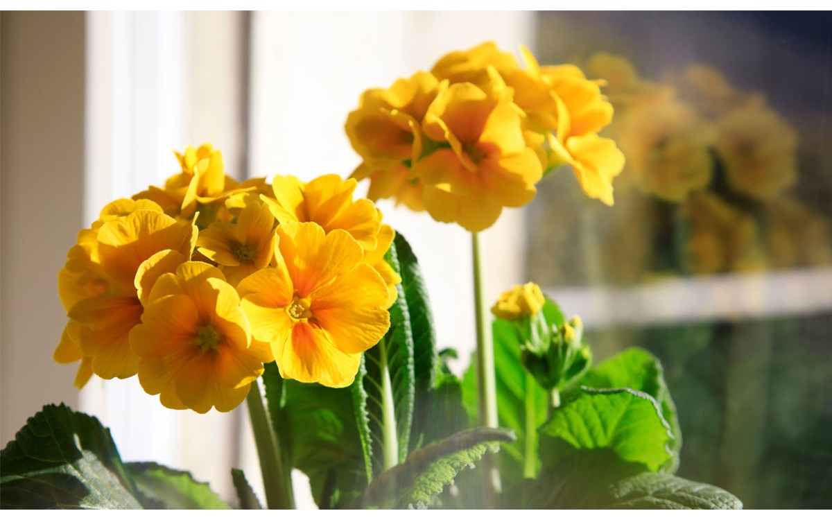 15 plantas de interior con flores amarillas para alegrar tu hogar