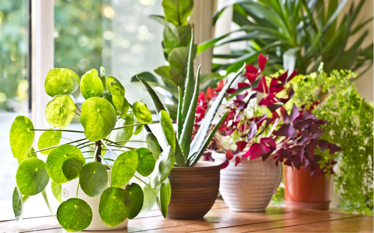 18 plantas para darle un toque natural a los espacios interiores