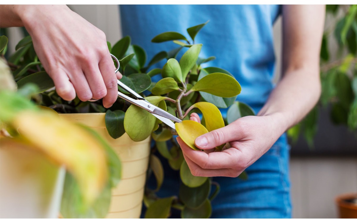 3 cosas interesantes al realizar el cuidado de las plantas de interior