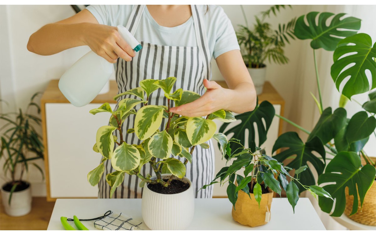 5 plantas de interior que prosperarán en su hogar