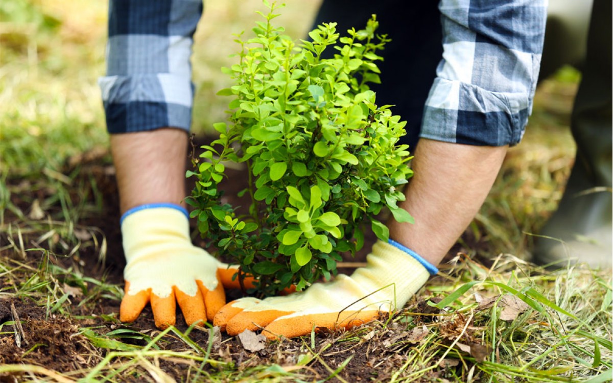 6 plantas arbustivas estupendas para cultivar