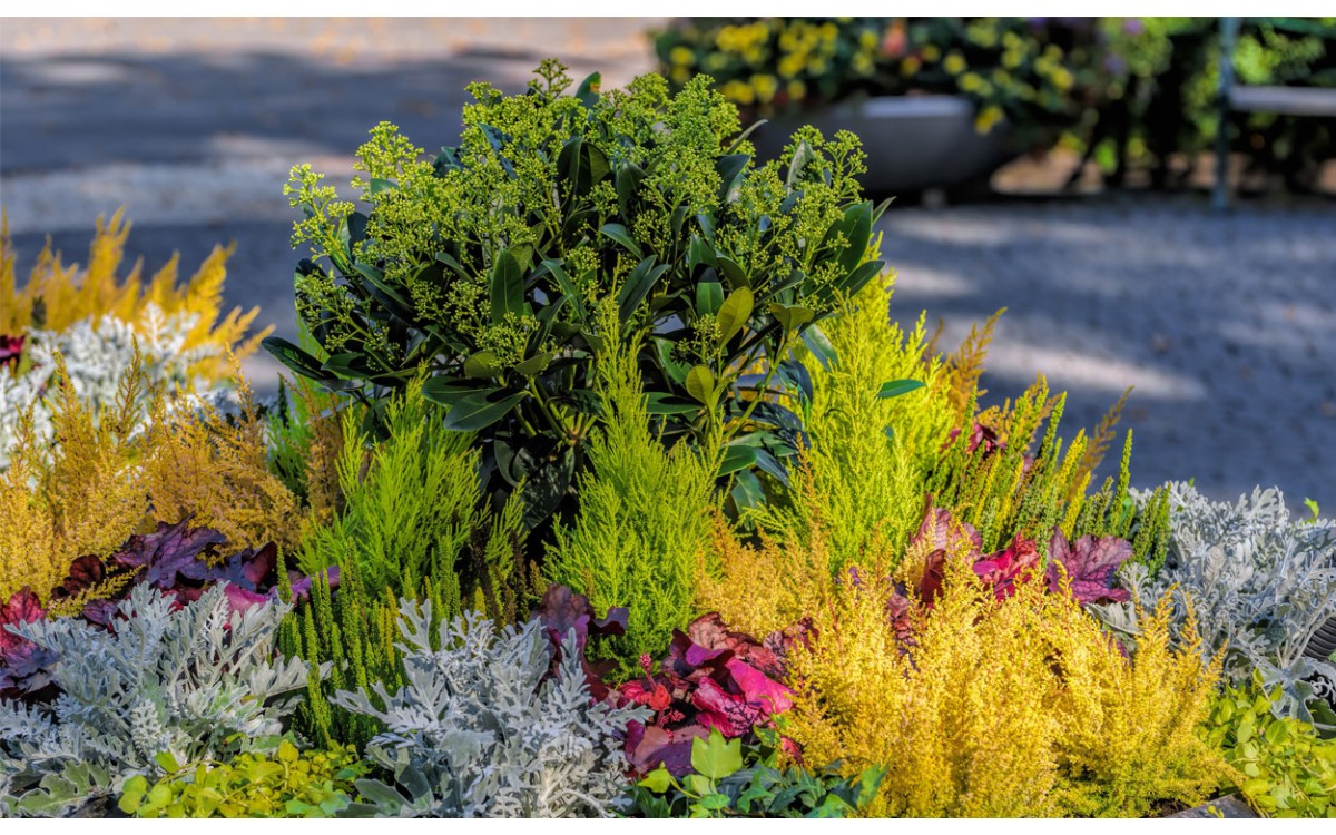 8 plantas que llenarán tu jardín de color otoñal y hermosas formas