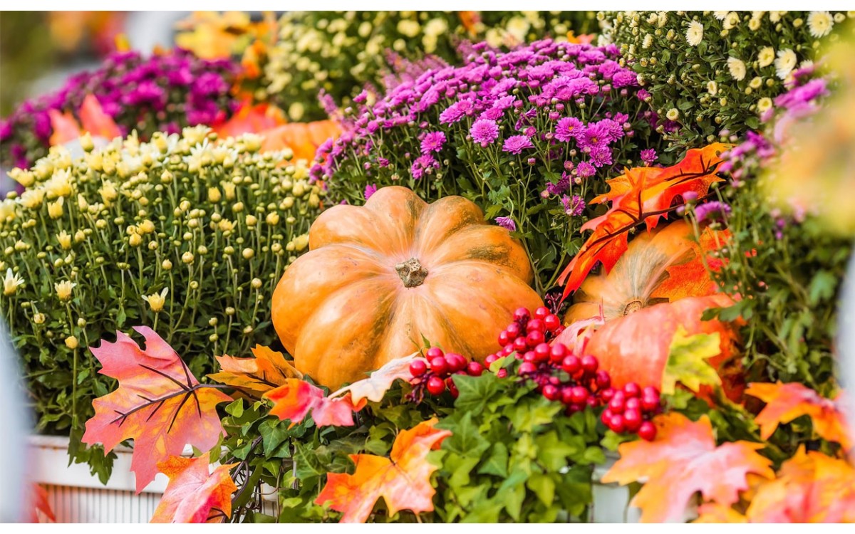 9 plantas que florecerán en otoño para tu jardín