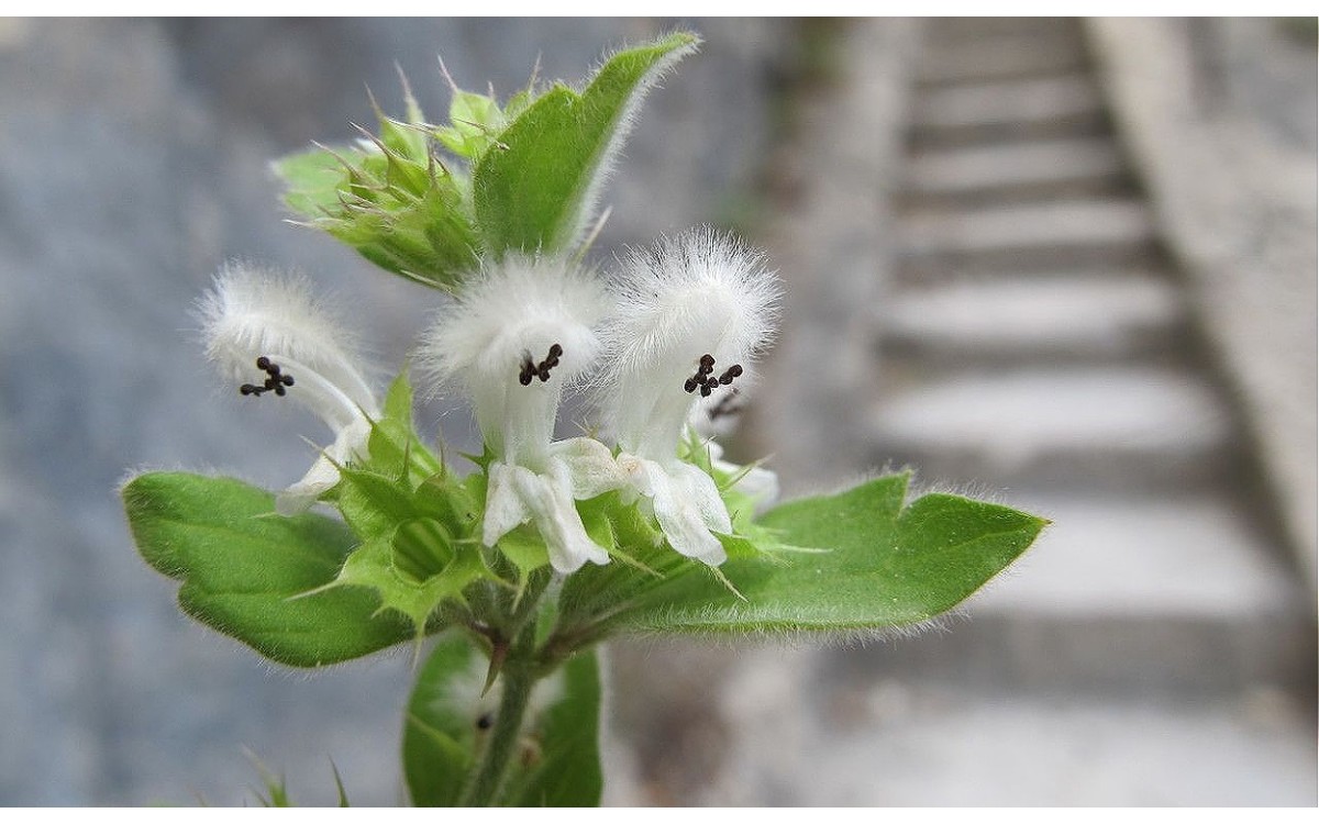 Acanthoprasium frutescens