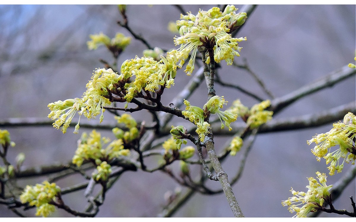 Acer granatense Boiss., Acer granadino o Acer granatense