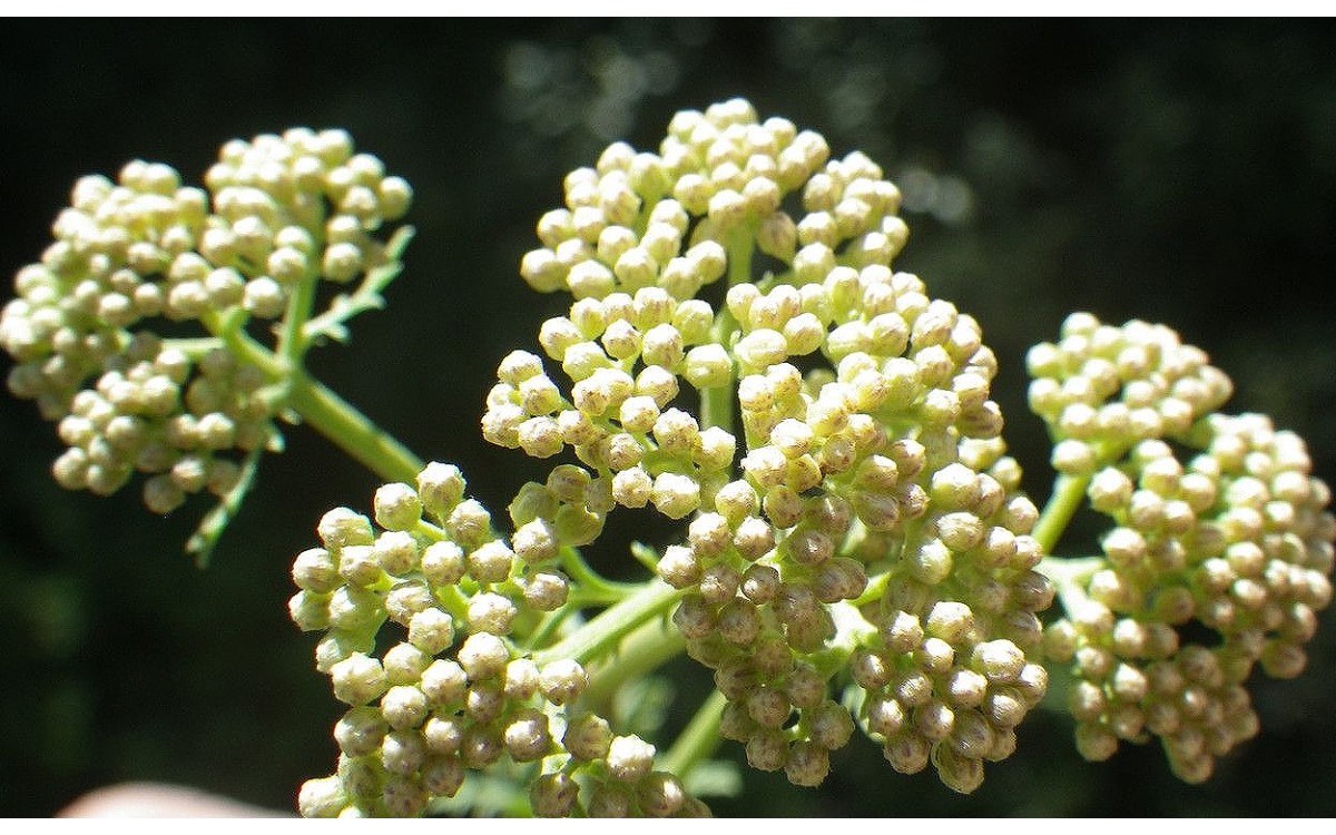 La Achillea ligustica, también conocida como milenrama de Liguria, milenrama de Córcega o milenrama 