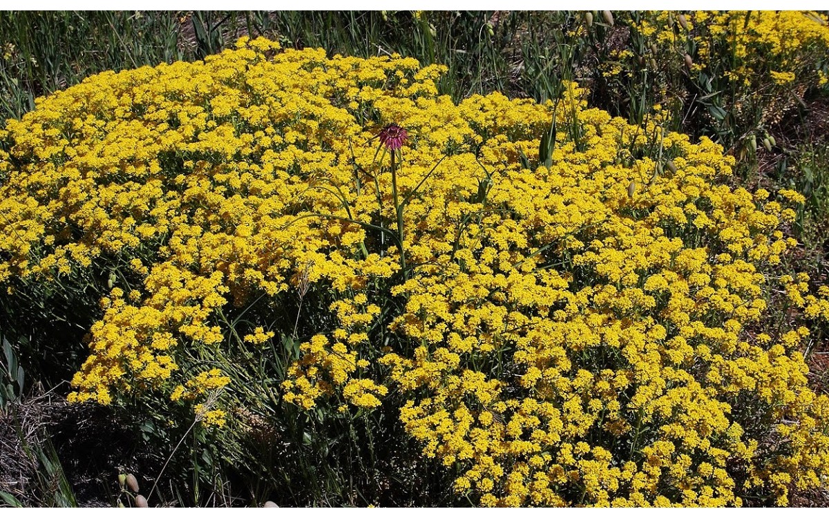 Achillea santolinoides Lag.