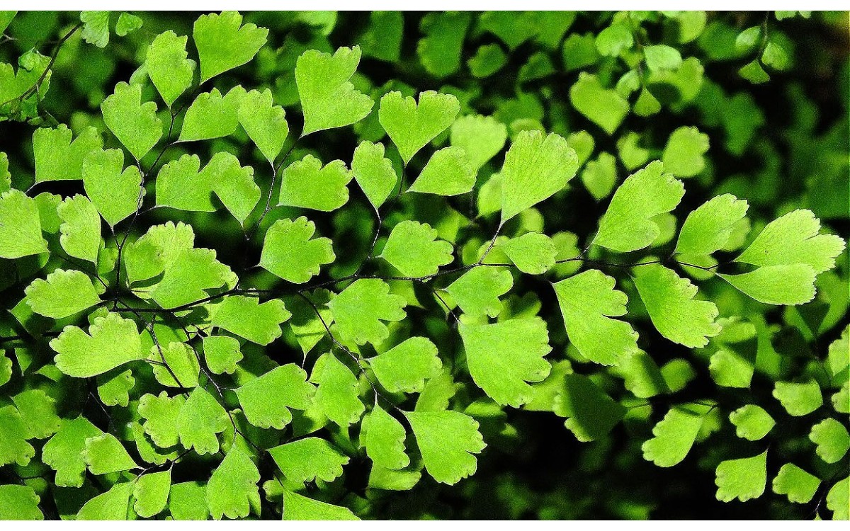 Helecho Adiantum capillus-veneris L. o cabello de Venus