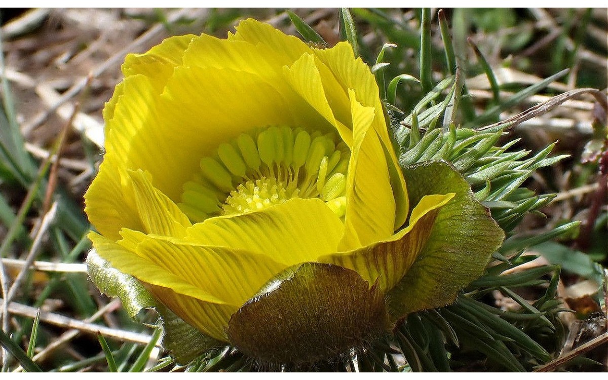 el ojo de perdiz o adonis de primavera (Adonis vernalis L.)