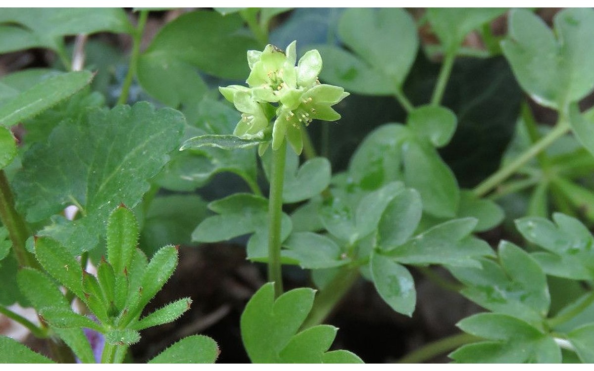 Adoxa moschatellina L, nombre común es moscatelina o hierba mosquera