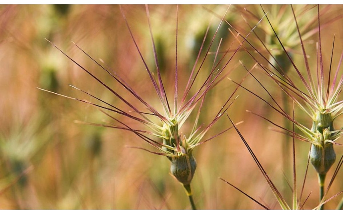 Aegilops geniculata Roth