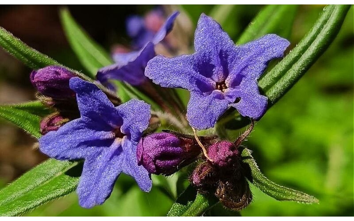 Aegonychon purpurocaeruleum: una planta herbácea con propiedades medicinales