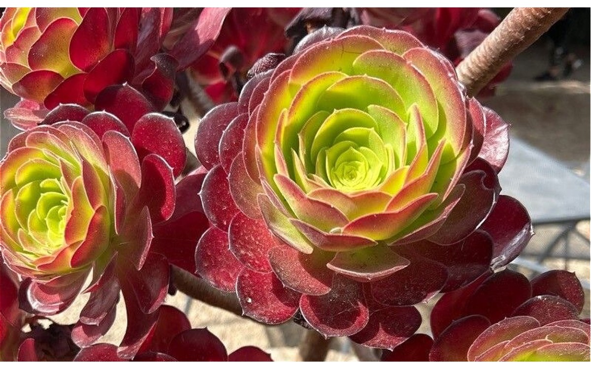 Aeonium arboreum