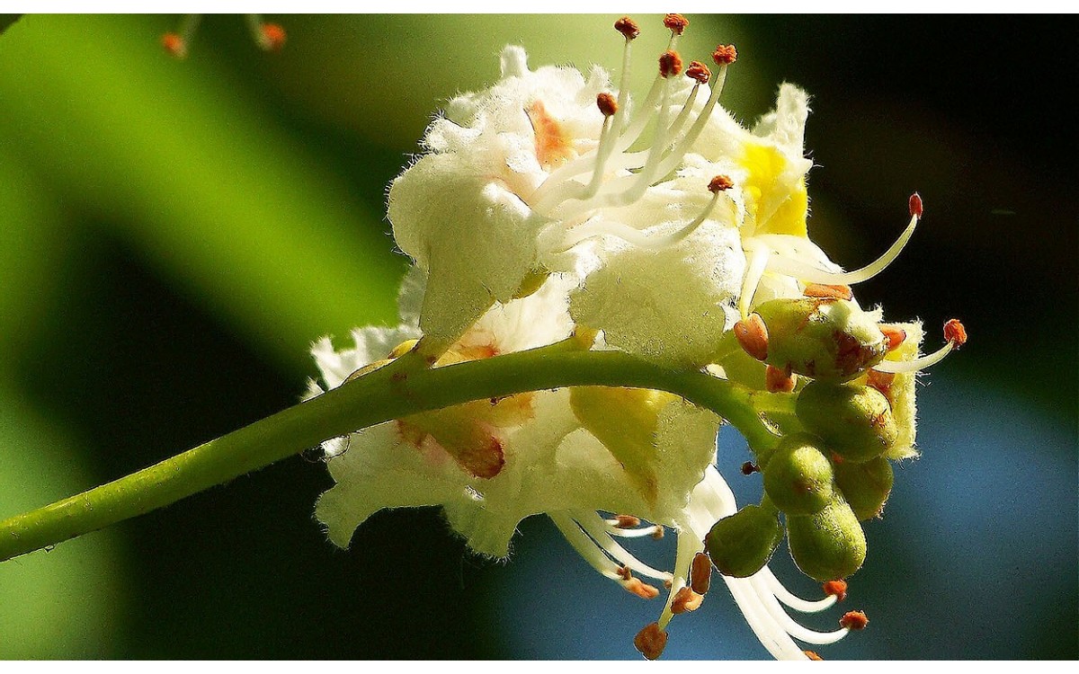 El castaño de Indias (Aesculus hippocastanum L.)