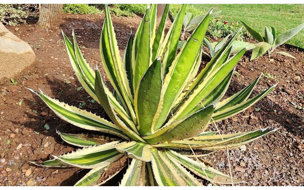 La planta Agave lophantha Schiede