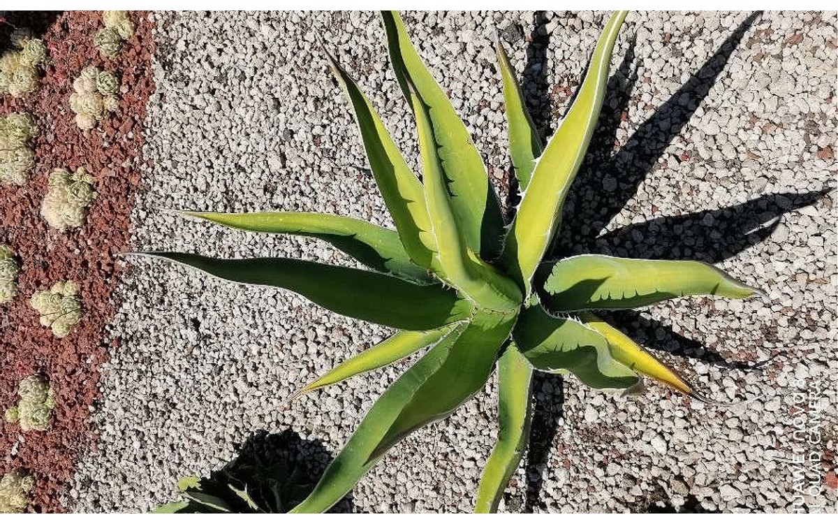 La planta Agave salmiana