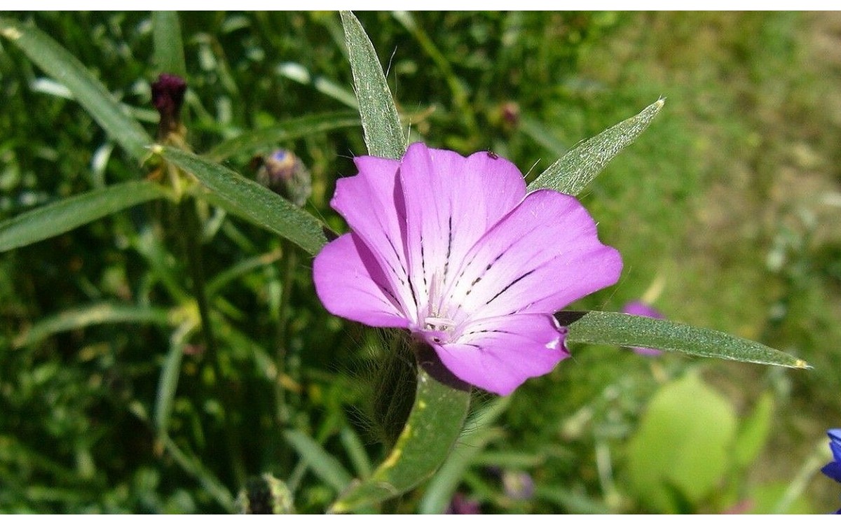 La neguilla (Agrostemma githago L.)