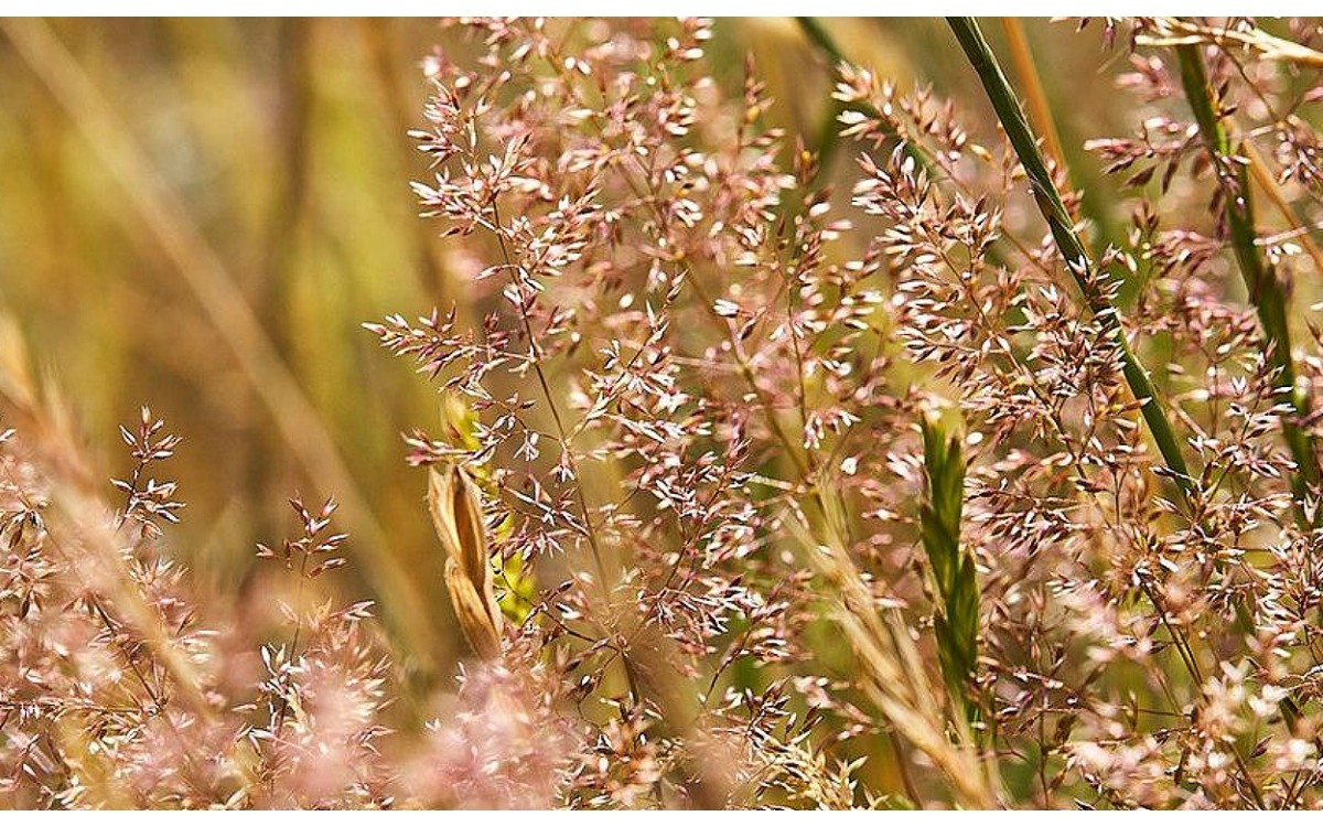 Yerba fina (Agrostis capillaris) o Agrostis común