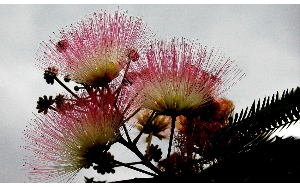 Albizia julibrissin, también conocida como acacia de Constantinopla o árbol de la seda