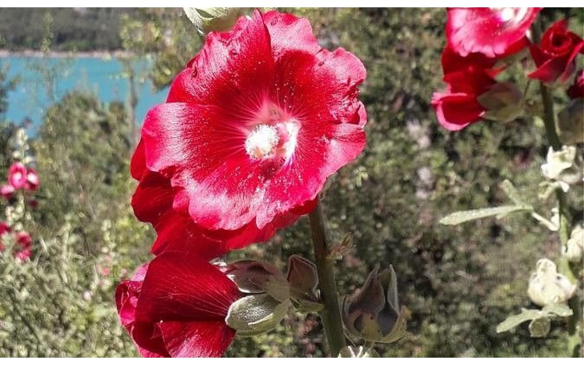 Malva Real (Alcea rosea L.)