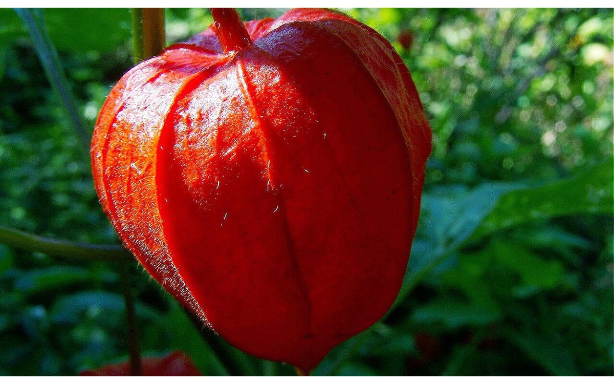 Alkekengi officinarum Moench, también conocida como farolillo chino o vejiga de perro