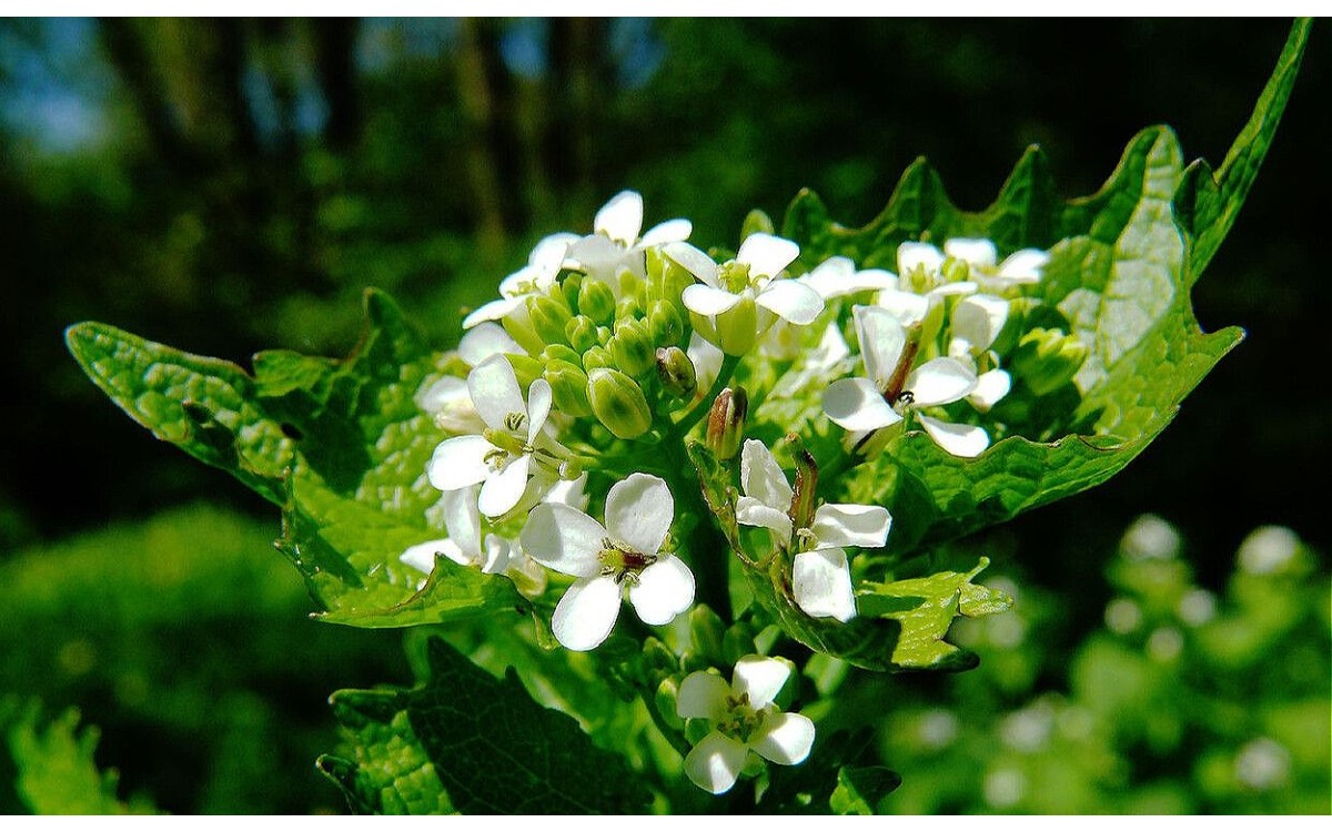 Alliaria petiolata