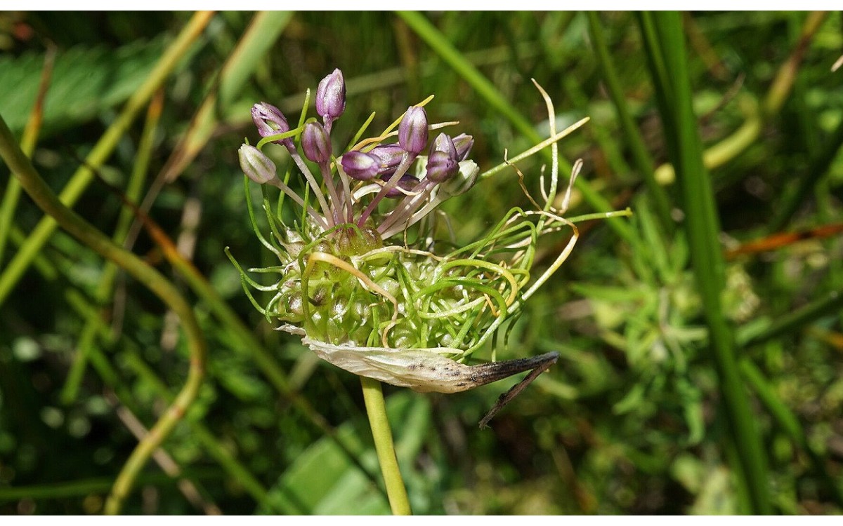 Allium ampeloprasum