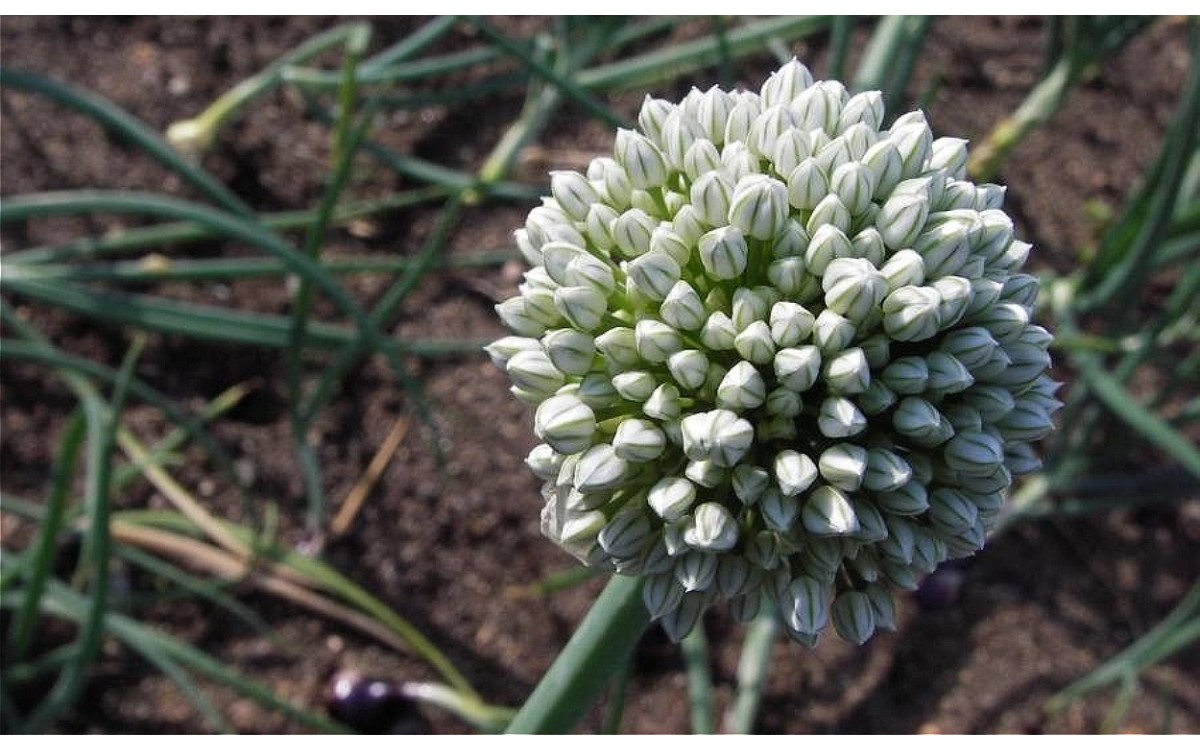 Allium cepa L