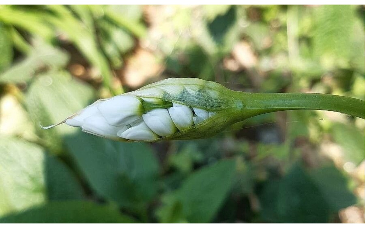 El ajo blanco o Allium neapolitanum