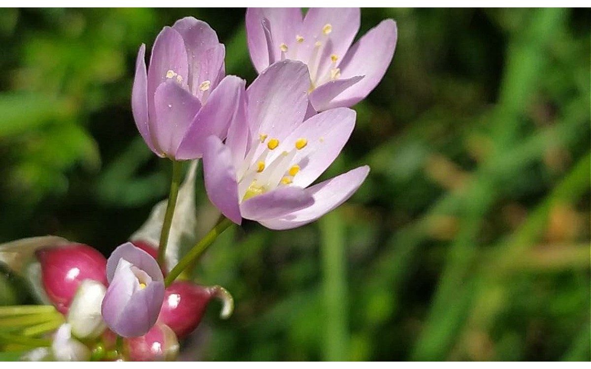 Allium roseum