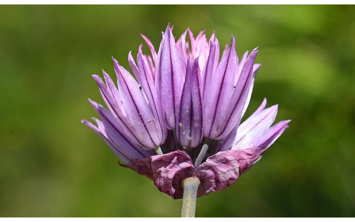 El cebollino - Allium schoenoprasum L