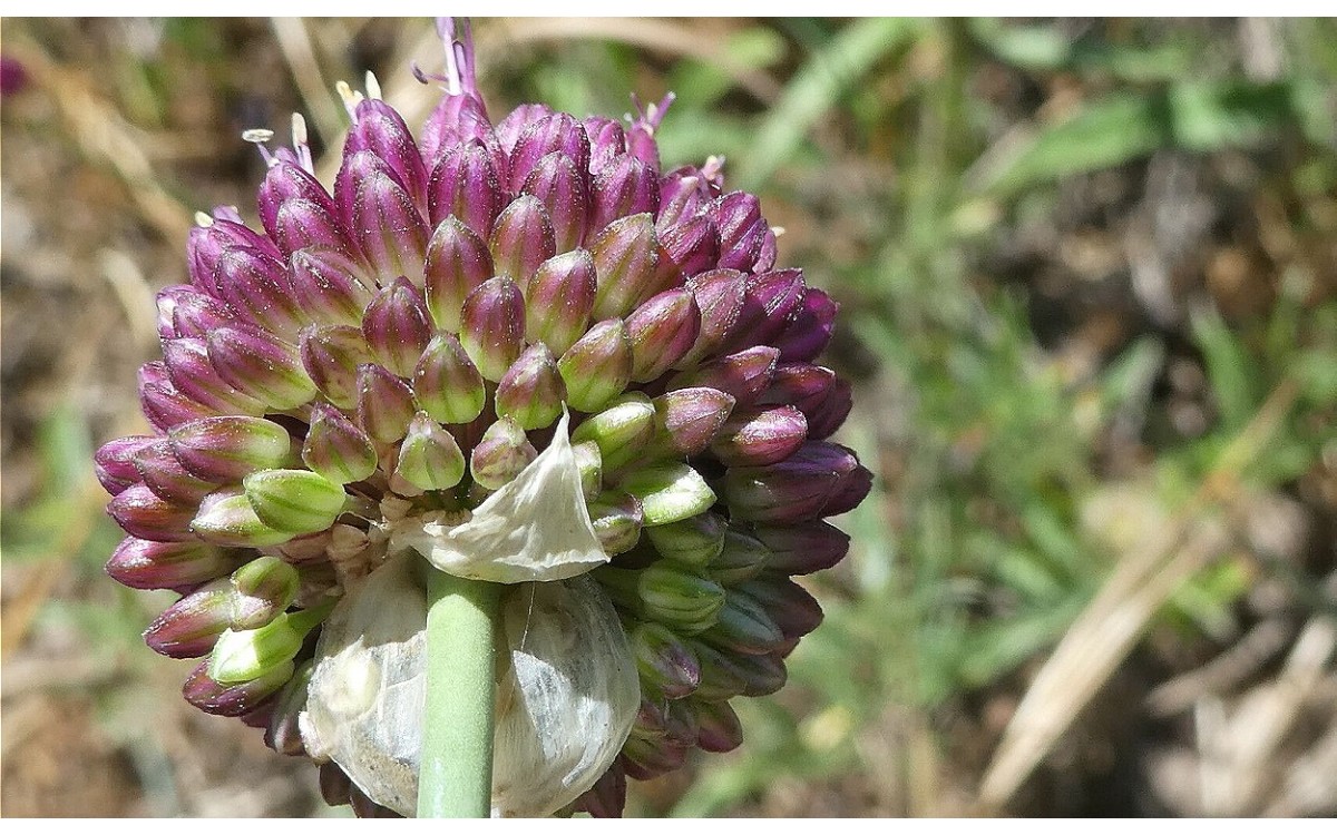 Allium sphaerocephalon