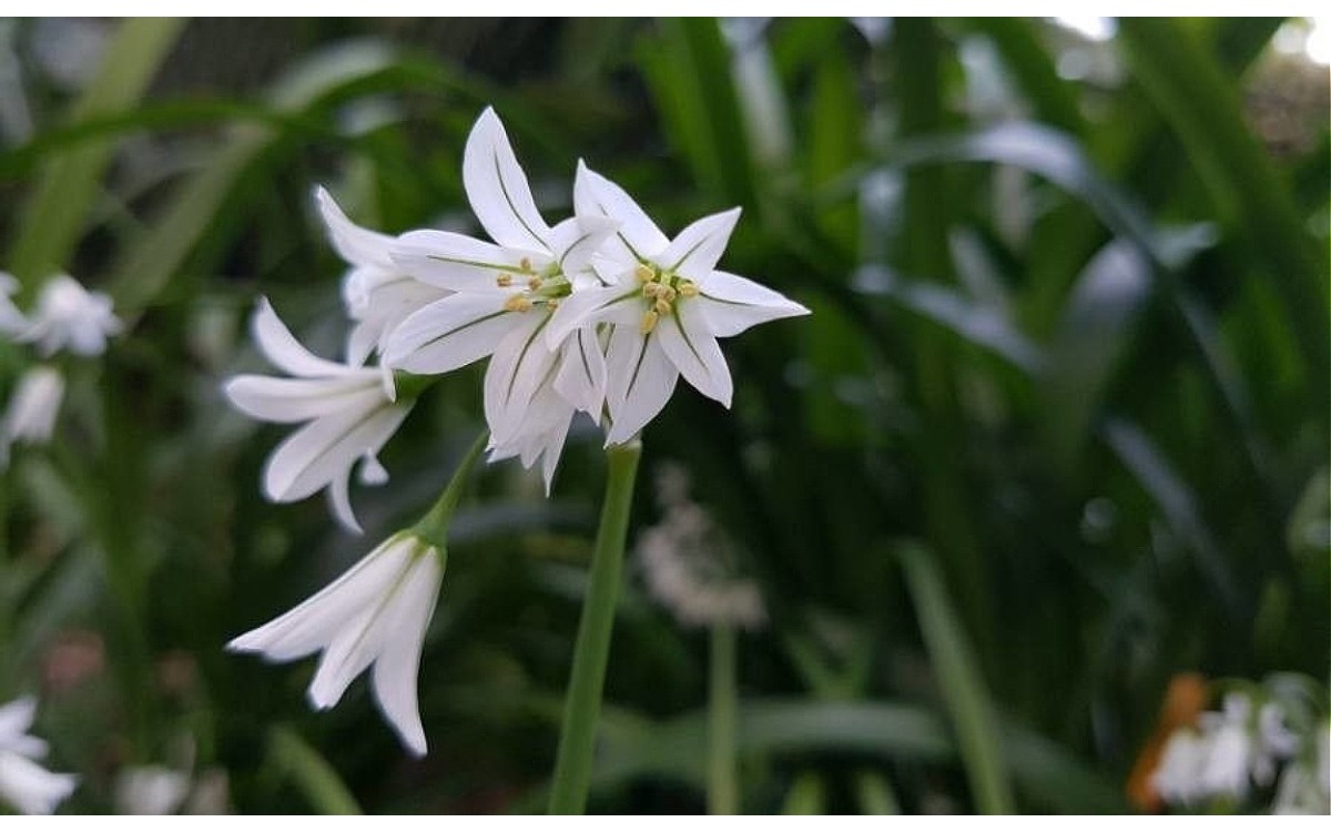 Allium triquetrum L.