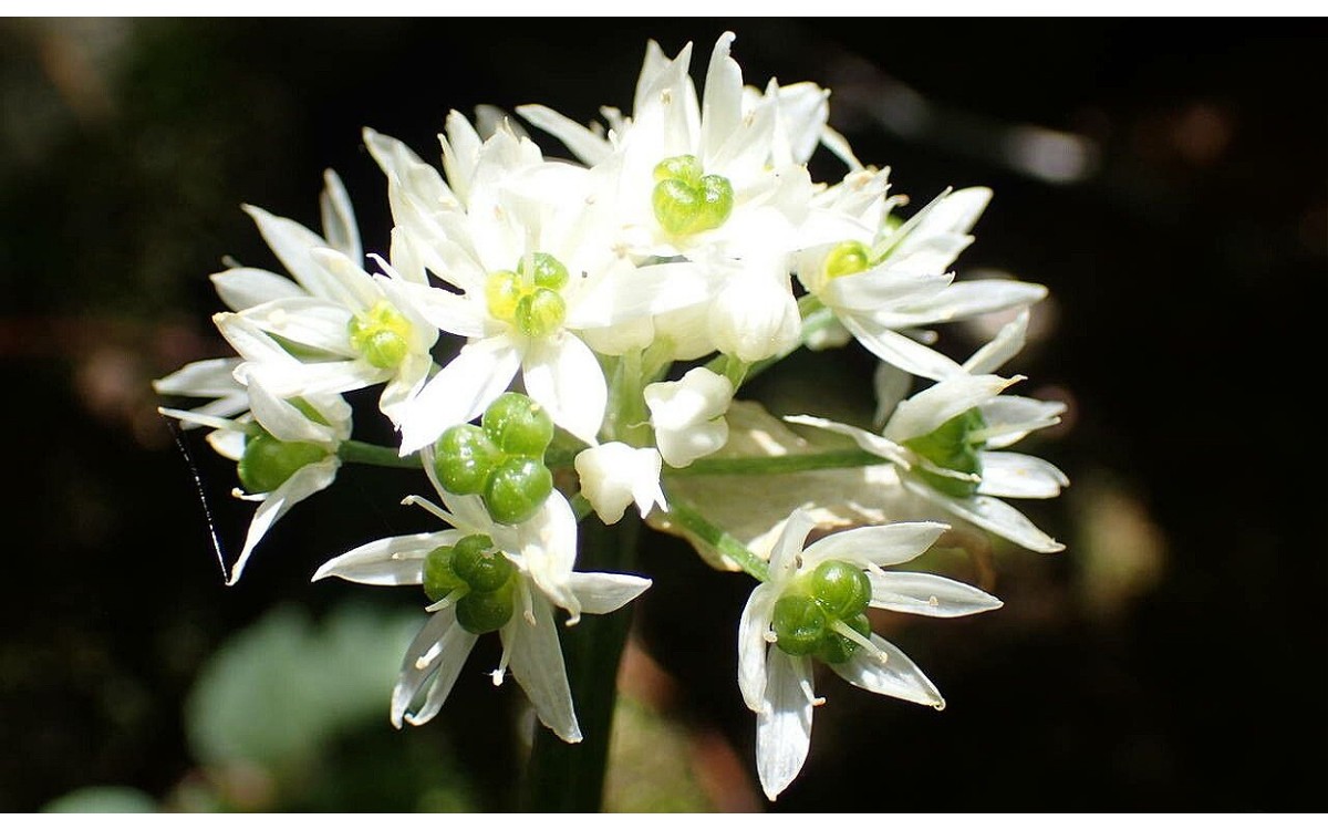 Ajo de Oso: Allium ursinum
