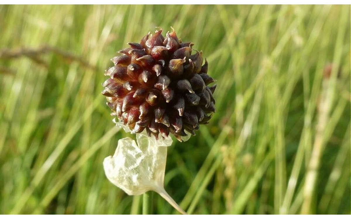 Allium vineale L: Ajo silvestre