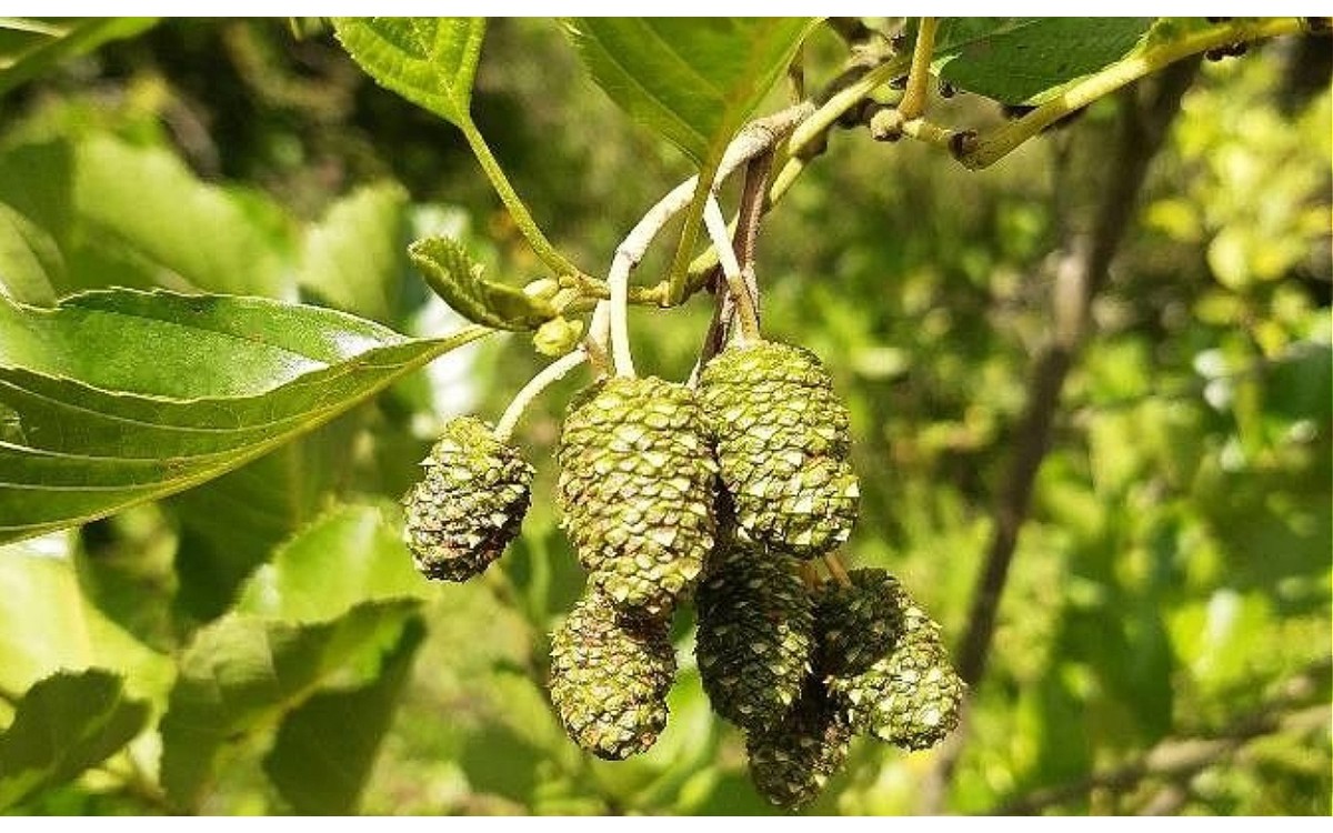 Aliso común: Alnus glutinosa