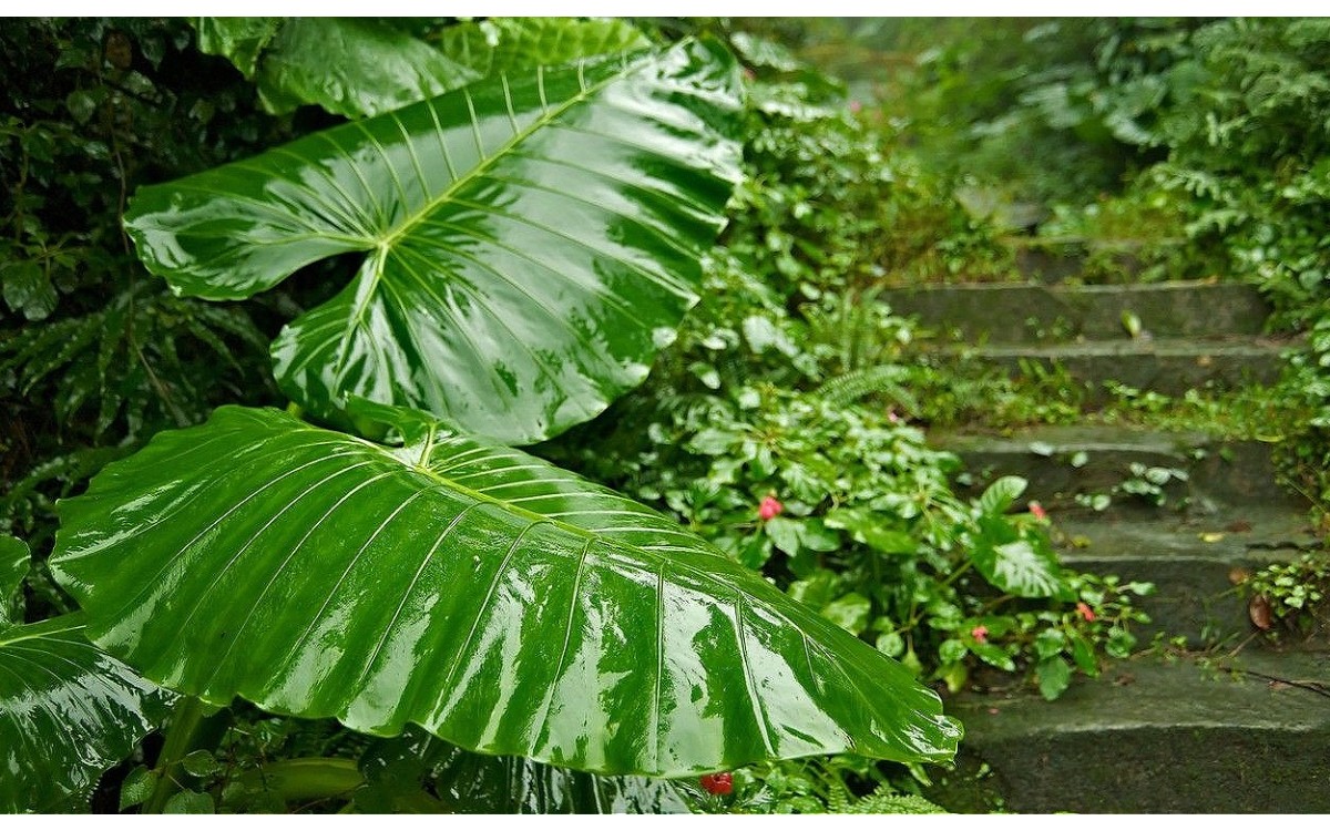 Alocasia macrorrhizos