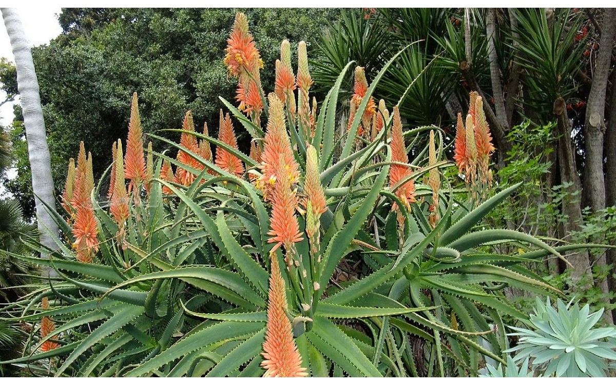 Aloe arborescens: una planta con múltiples beneficios