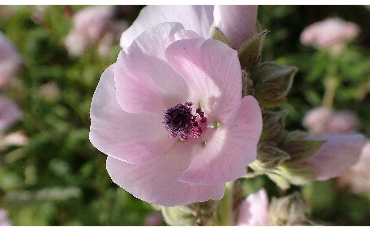 Althaea officinalis L., también conocida como malvavisco, altea o bismalva